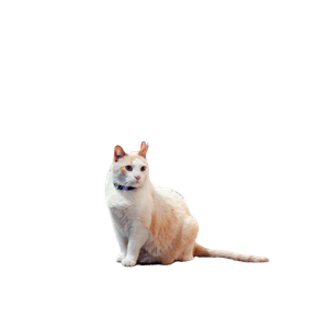White Cat Sitting In A Cozy Library With Bookshelves In Mexico City. 12686 - Cat PNG image with transparent background